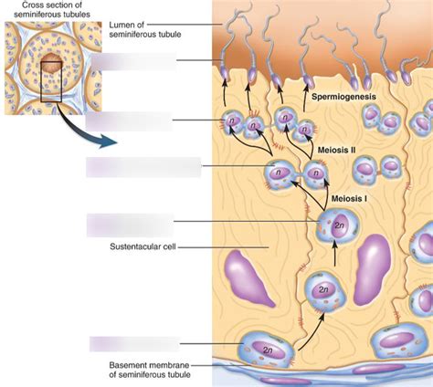 Sperm Formation Process Diagram | Quizlet