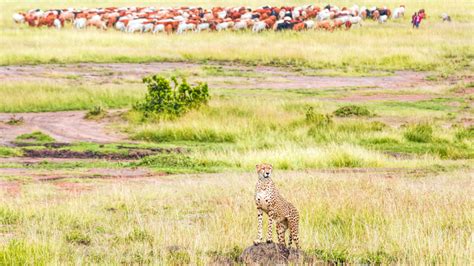 Our work - Cheetah Conservation Fund United Kingdom