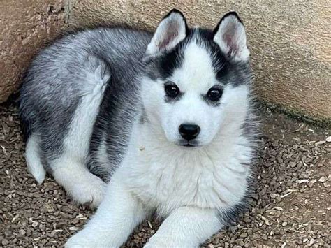 Un chiot Husky Sibérien femelle noir et blanc LOF à céder Petite