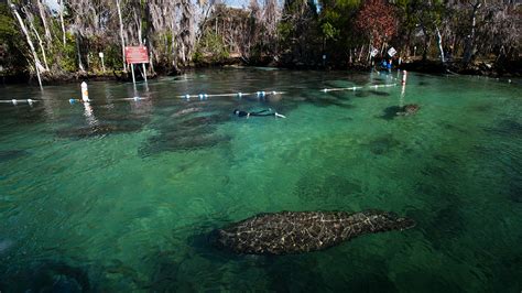 Wild Manatee Sex Rituals Spark Issues For Florida Police If You See This No You Didn T Fox