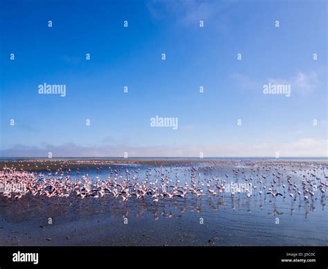 Walvis bay pink flamingos flamingo namibia hi-res stock photography and images - Alamy