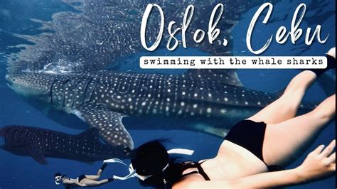 Swimming With Whale Sharks In Oslob Cebu Philippines I Was NEARLY