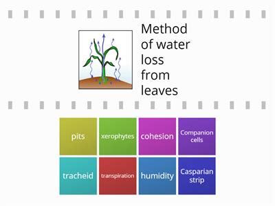 Water transport - Teaching resources