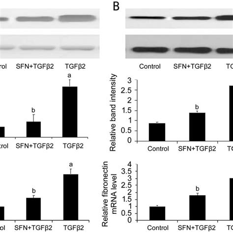 Effect Of Sfn On Tgf Induced Collagen I And Fibronectin Expression In