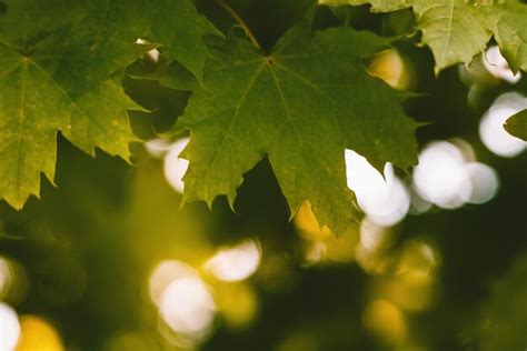 Hoja De Arce Verde Iluminada Por Los Rayos Brillantes Del Sol Ambiente