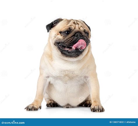 Sitting Dog Pug With Tongue Hanging Out Isolated On White Background