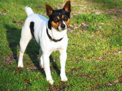 Rat Terrier Greatdogsite