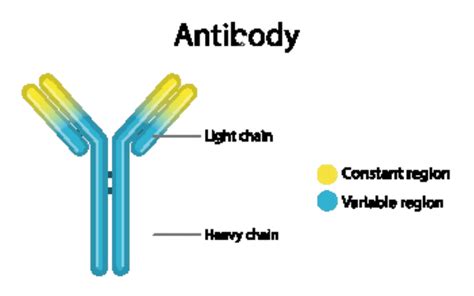 Antibody Structure Diagram For Education Infographic Chain Picture ...