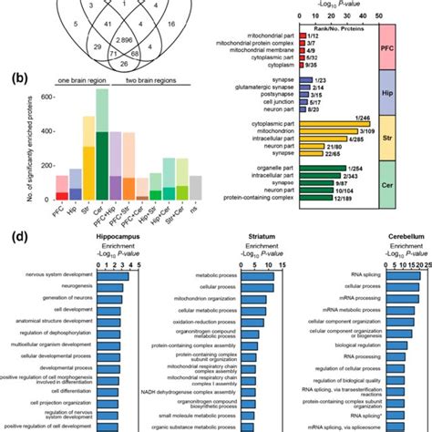 Composition Of The Synaptic Proteome Differs Between Brain Regions A