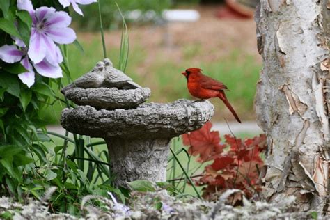 88 Cardinal On Birdbath Bilder Stockfotos 3D Objekte Und