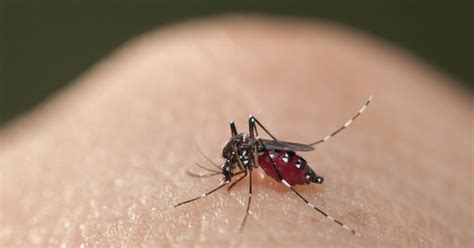 First Case Of Zika Transmitted Through Sex Reported In California Laist