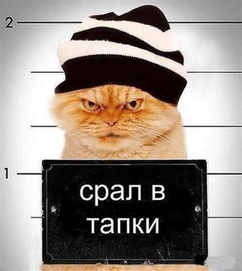 Facebook | Funny pictures, Funny animal pictures, Cute cats