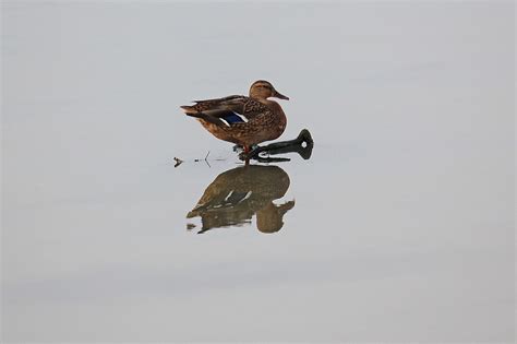 Duck Water Reflection - Free photo on Pixabay - Pixabay