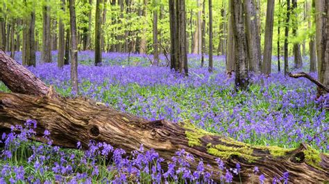 9 Stunning Blue Shade Perennials