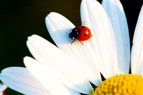 How Ladybugs Protect Themselves - BUGG Control Inc. Pest Control