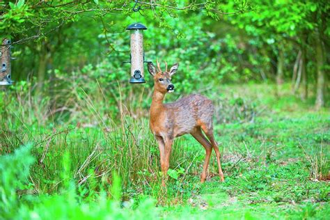 Uk England Norfolk Roe Deer Photograph By Mike Powles Fine Art America