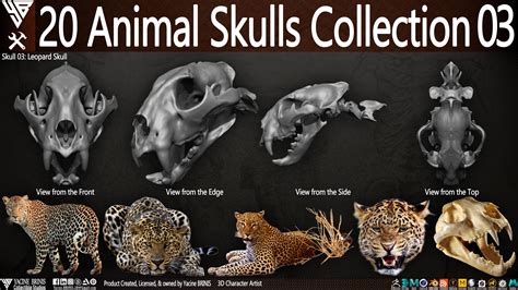 animal skulls 12