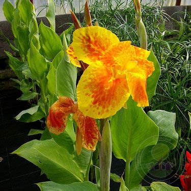 Канна Тарудант (Canna Taroudant) купить в Москве по низкой цене из ...