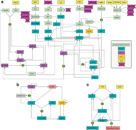 Pluripotency Gene Regulatory Networks Activity Fl Ow Map Of The