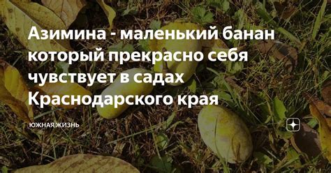 Азимина - маленький банан который прекрасно себя чувствует в садах ...