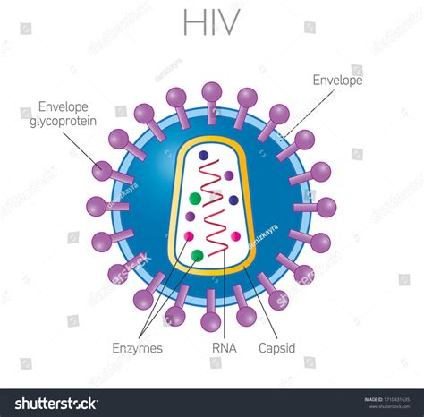 Hiv Aids Full Form What Is Full Form Of Hiv Aids