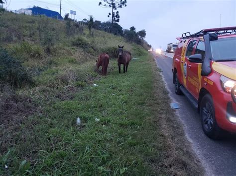 Motorista de aplicativo fica ferido após atropelar e matar cavalo na BR