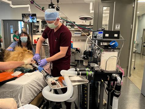 How to Become a Zookeeper: The Unconventional Career Path Nobody Talks