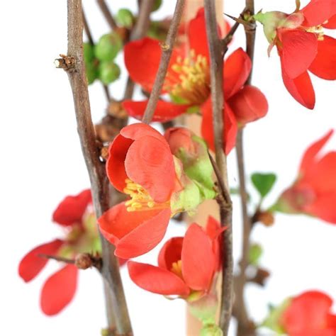 Chaenomeles Crimson Gold Litres Shrubs Tates