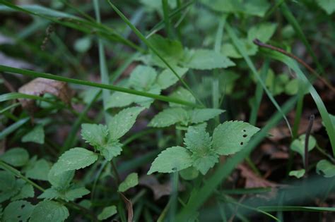 I’m So Into Shiso – Dear Juneberry…