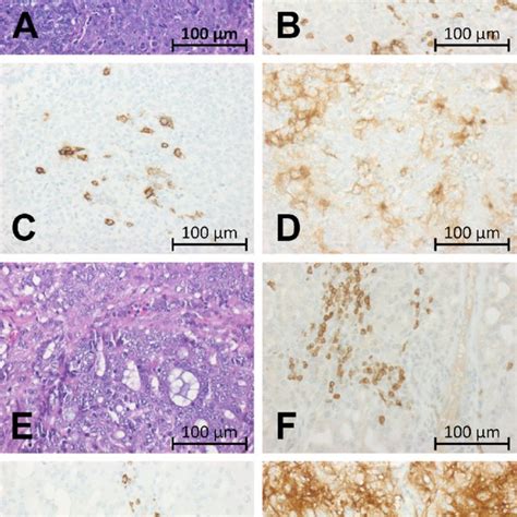 Antibodies And Staining Conditions Download Scientific Diagram