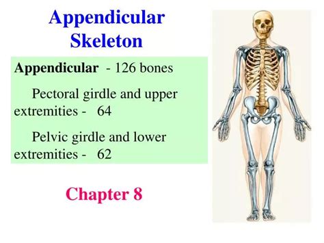 Ppt Appendicular Skeleton Powerpoint Presentation Free Download Id