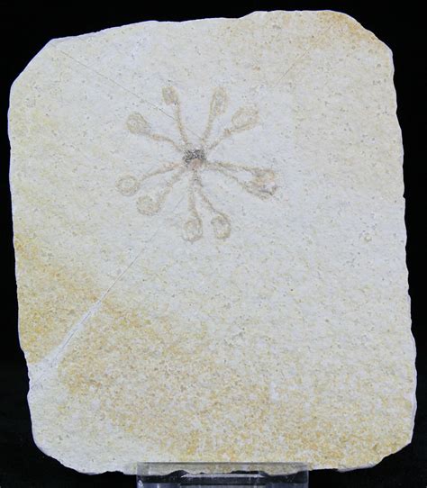 Floating Crinoid Saccocoma Solnhofen Limestone 22447 For Sale