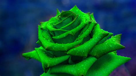 Green Roses Wallpapers - Top Free Green Roses Backgrounds - WallpaperAccess