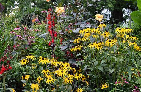 Black Eyed Susan S Perfect Companion Plants Unveiled Plant And Seed Guide