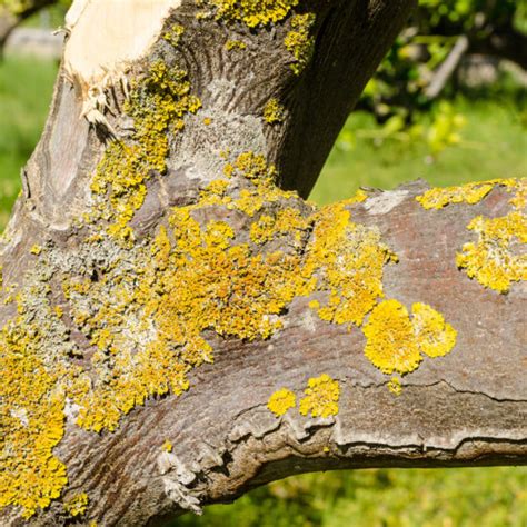 10 Types Of Tree Disease Elite Tree Care