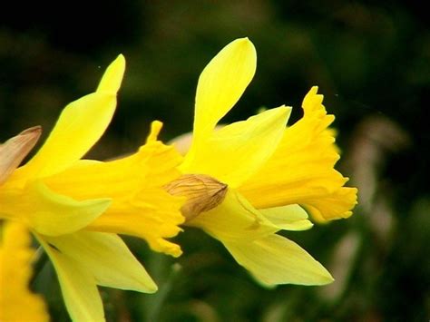 Free Picture Daffodil Macro Photo