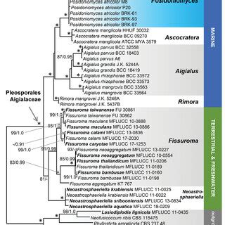 Phylogram Generated From Maximum Likelihood Analysis Based On Combined