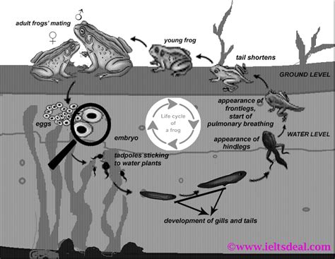 IELTS AC Writing Task 1: diagram, life cycle of a frog, with detailed explanations and best ...