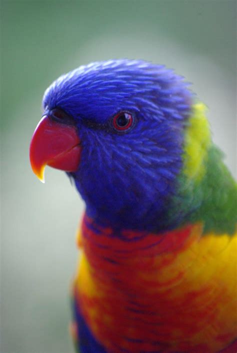 Free Images Nature Bird Wing Beak Color Blue Yellow Fauna Lorikeet Lovebird Macaw