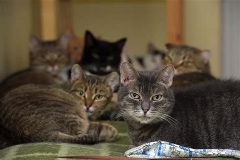 花蓮強震喵星人驚嚇出逃 飼主發文急尋 獸醫曝找貓訣竅 生活 中時