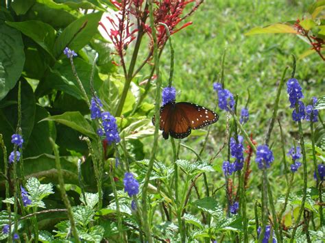 South Florida Butterfly Gardening for Beginners - Botanical Visions ...