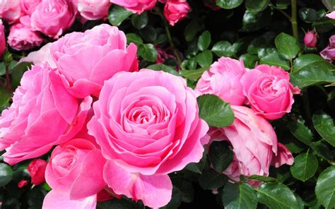 Rosas Rosadas Fondos De Pantalla En Mesa De Trabajo