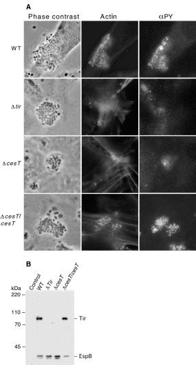 Accumulation Of Cytoskeletal Actin And Tyrosine Phosphorylated Proteins