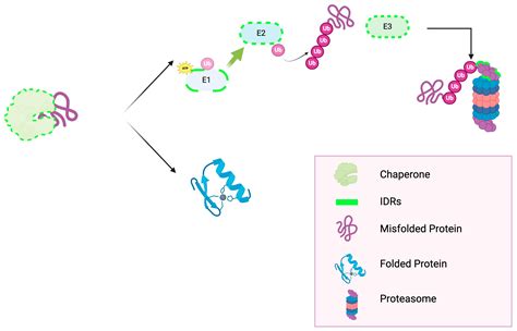 Never Fold to Fold Continuously: A Conundrum in Ubiquitin–Proteasome