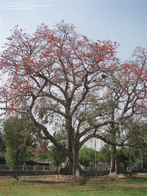 Plantfiles Pictures Bombax Species Kapok Tree Red Silk Cotton Tree