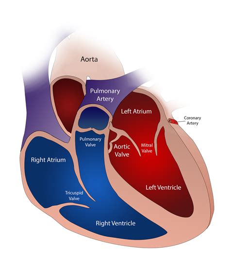 Heart Anatomy Physiology Location Disease And Treatment Biologysir