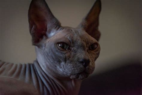 Premium Photo Gray Beautiful Naked Cat Indoor In Dark Room