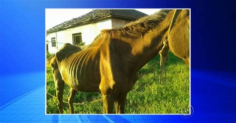 G1 Devolução de cavalo ao dono após maus tratos revolta internautas