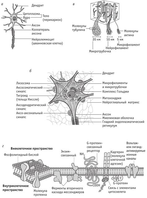 Основы гистологического строения нервной системы, Нервная клетка ...