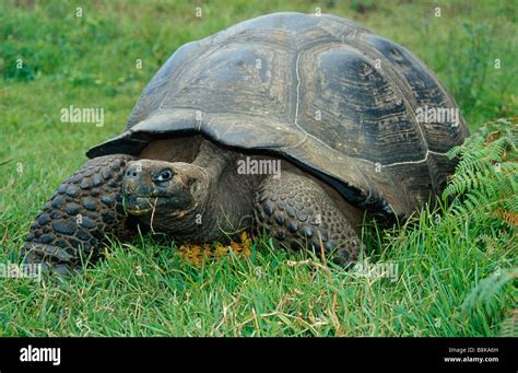 Tortue géante Banque de photographies et dimages à haute résolution